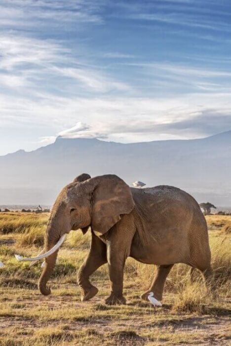 Secret Safari