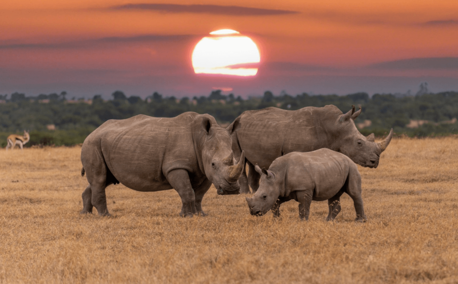 Secret Safari